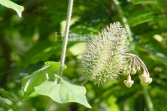 Pergularia daemia